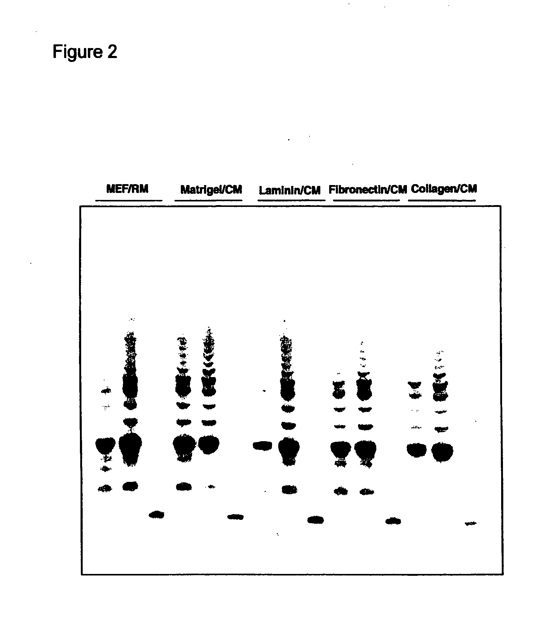 Selective antibody targeting of undifferentiated stem cells