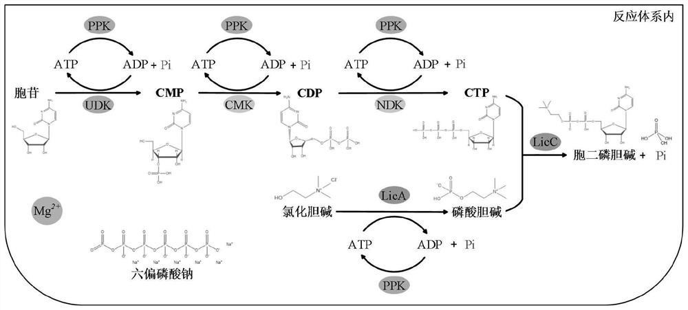 Enzyme preparation for preparing citicoline, and method for preparing citicoline through enzyme catalysis