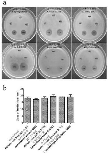 Pediococcus pentosaceus strain, microbial preparation and preparation method thereof