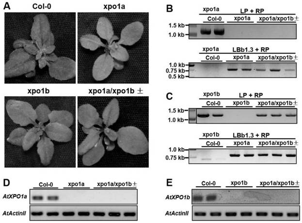 A kind of cultivation method and application of Arabidopsis xpo1a/xpo1b± double mutant