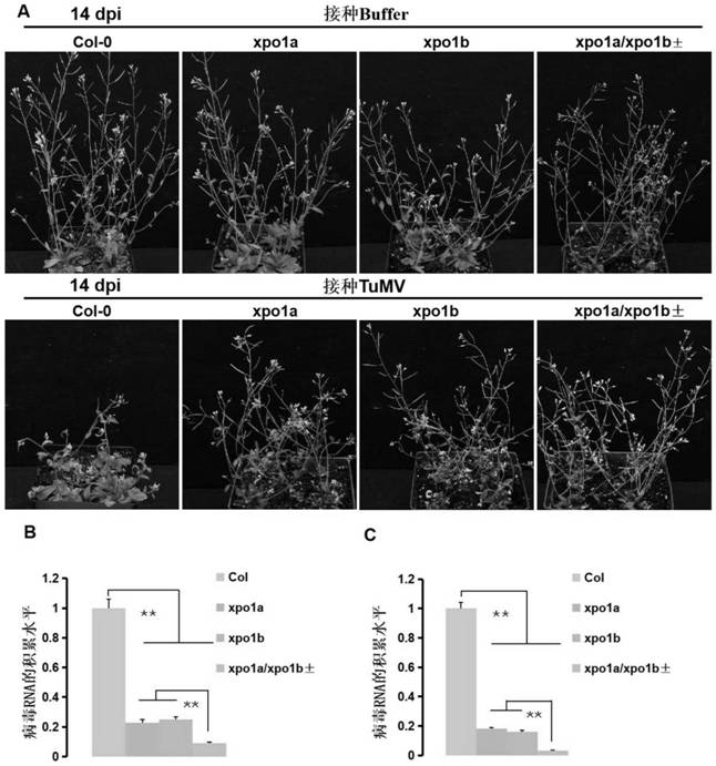 A kind of cultivation method and application of Arabidopsis xpo1a/xpo1b± double mutant