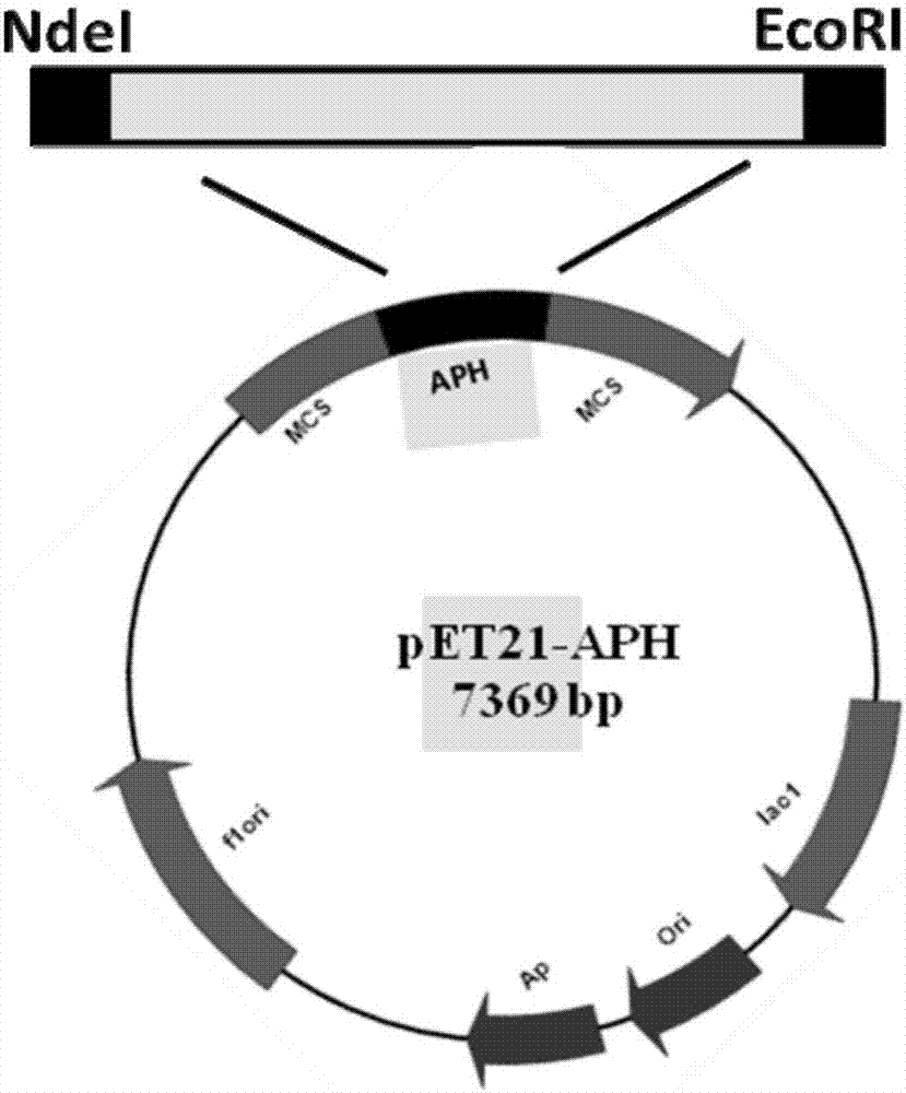 Allophanic acid hydrolase and preparation method thereof