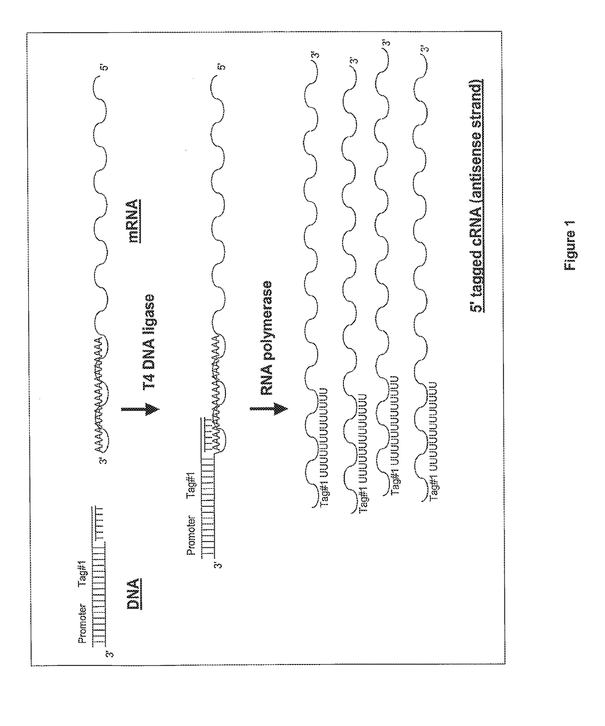 Ligation-based RNA amplification