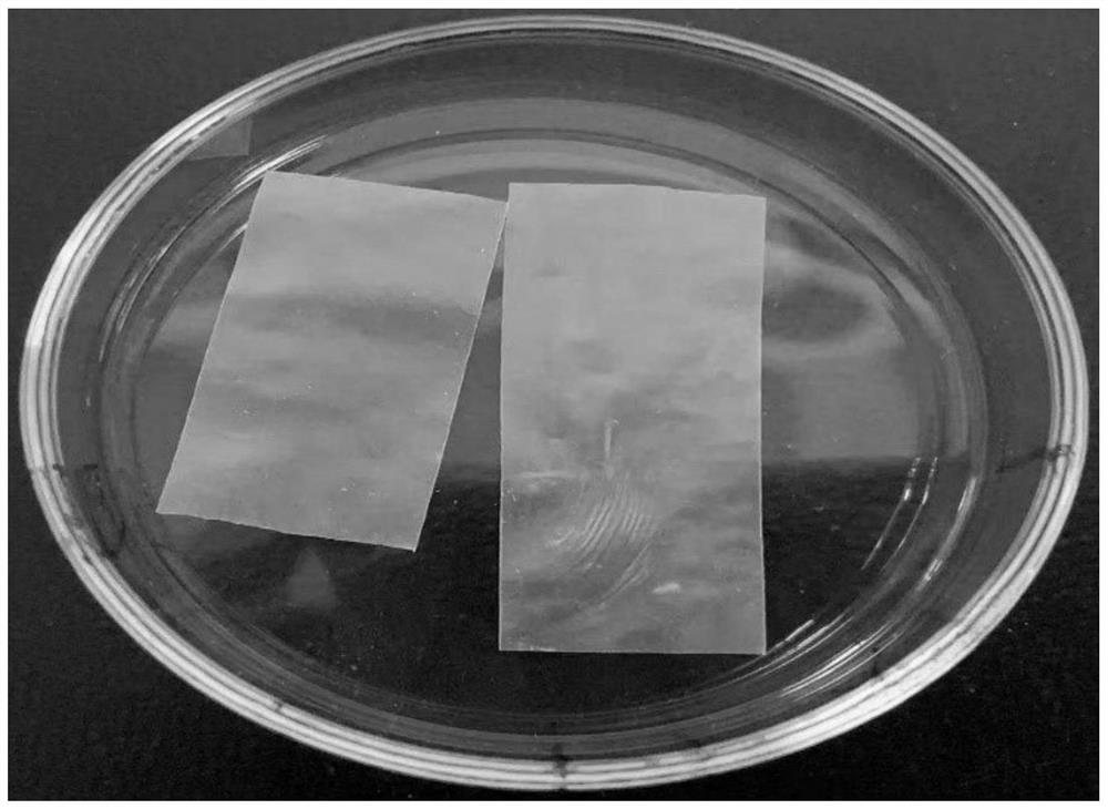 Cellulose nanofibril-PBAT composite film as well as preparation method and application thereof