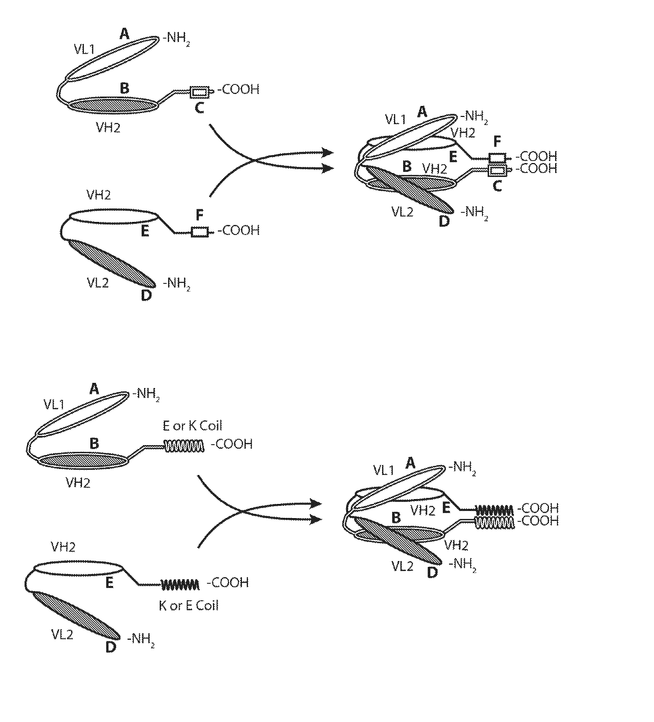 Bispecific Molecules That are Immunoreactive with Immune Effector Cells That Express an Activating Receptor and an Antigen Expressed by a Cell Infected by a Virus and Uses Thereof