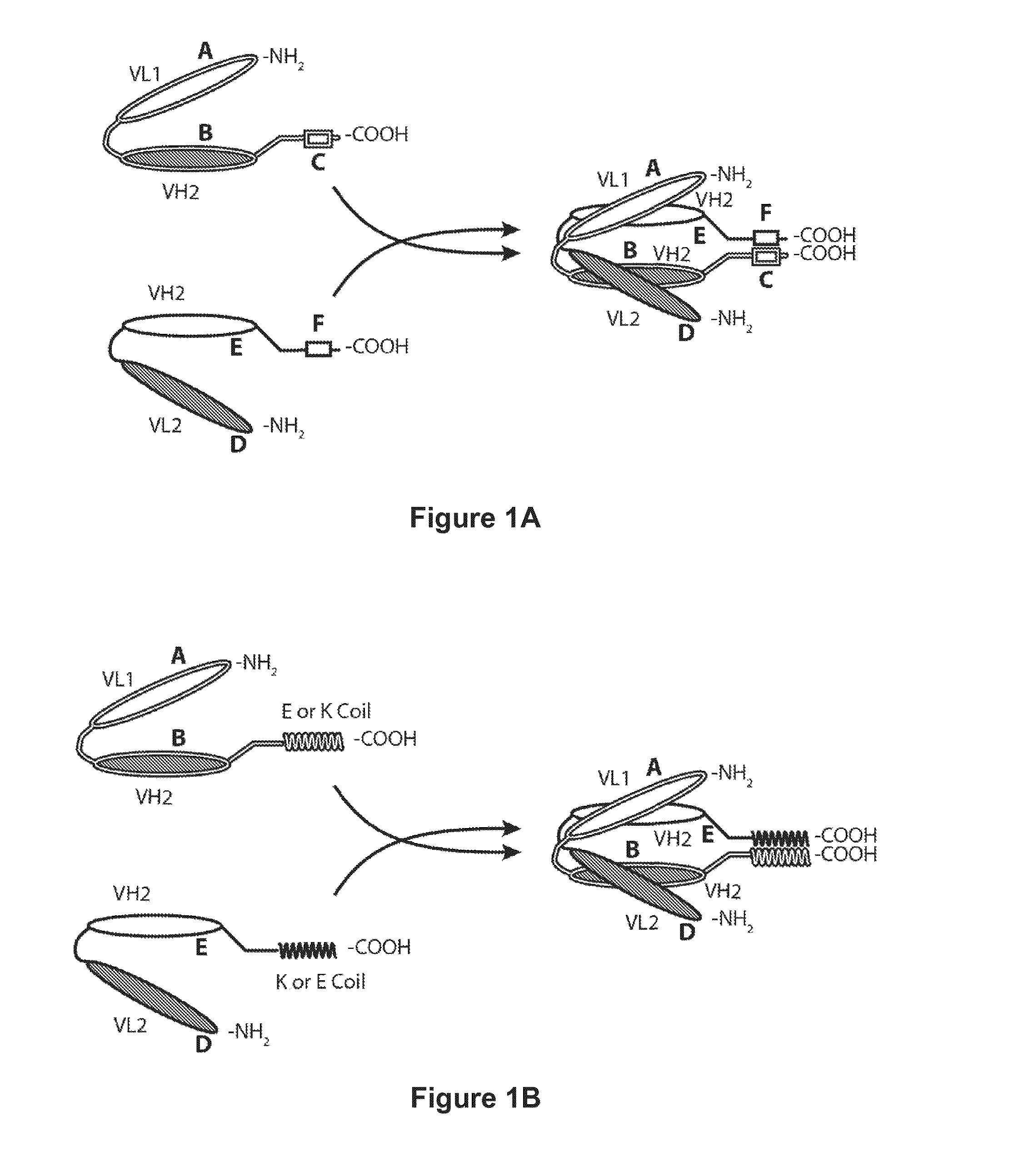 Bispecific Molecules That are Immunoreactive with Immune Effector Cells That Express an Activating Receptor and an Antigen Expressed by a Cell Infected by a Virus and Uses Thereof