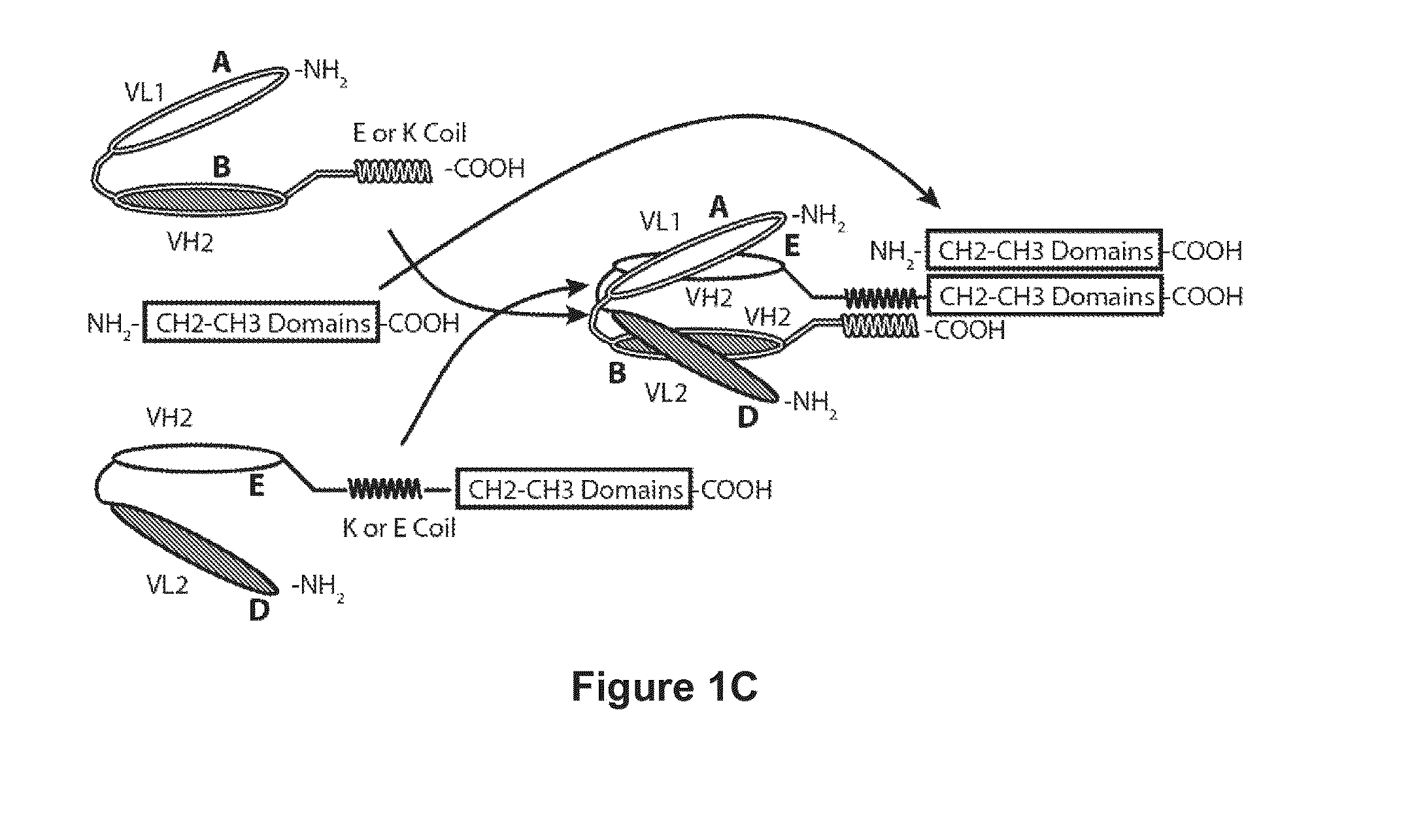 Bispecific Molecules That are Immunoreactive with Immune Effector Cells That Express an Activating Receptor and an Antigen Expressed by a Cell Infected by a Virus and Uses Thereof