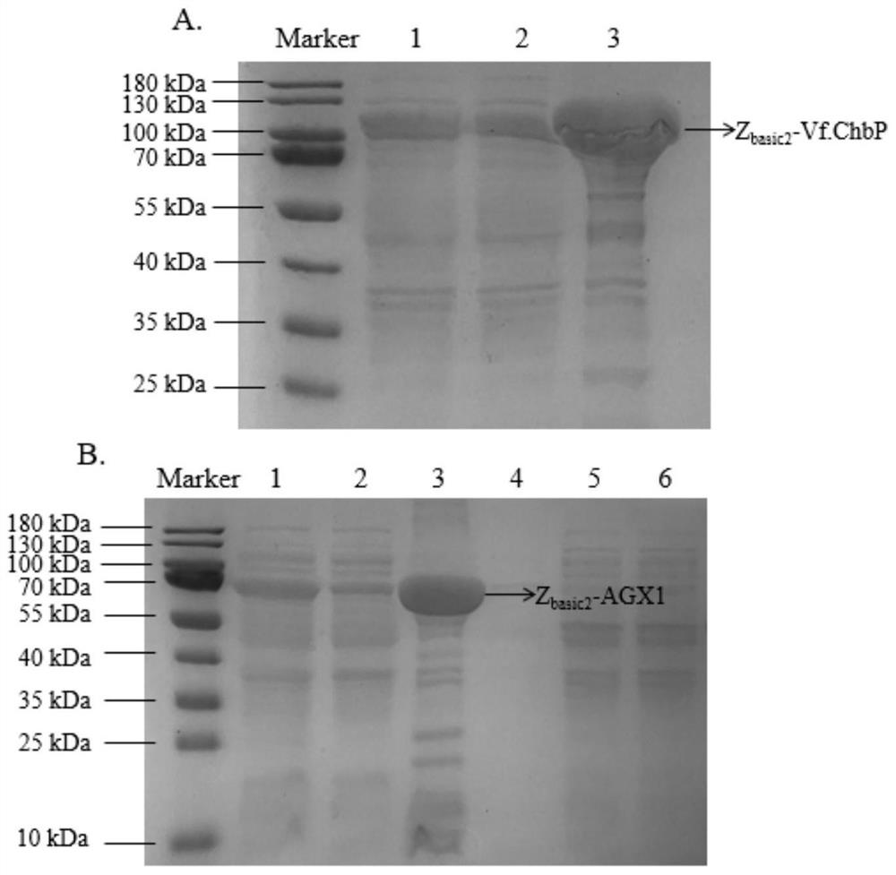 Double-enzyme co-immobilization synthesis method of uridine diphosphate-N-acetylglucosamine