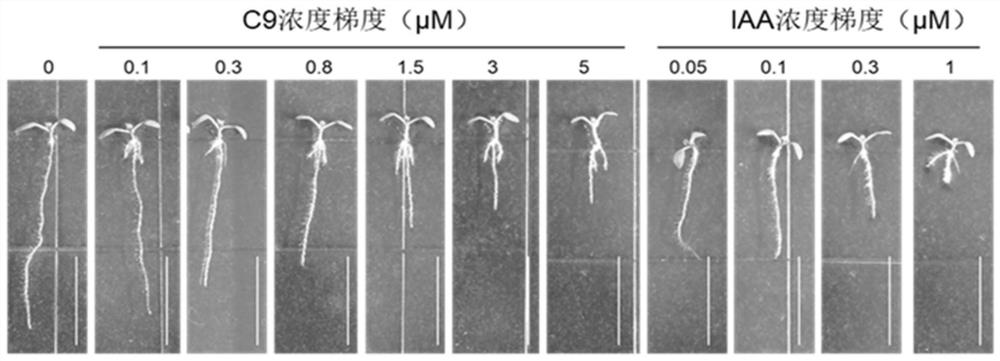 Application of small molecule compound in promoting growth and development of plants