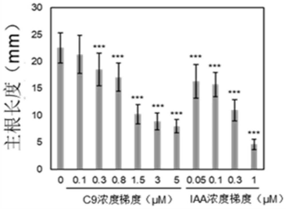 Application of small molecule compound in promoting growth and development of plants