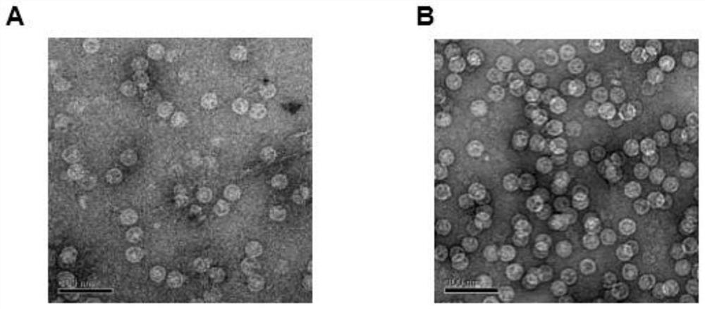Recombinant enterovirus A71 virus-like particle and application thereof