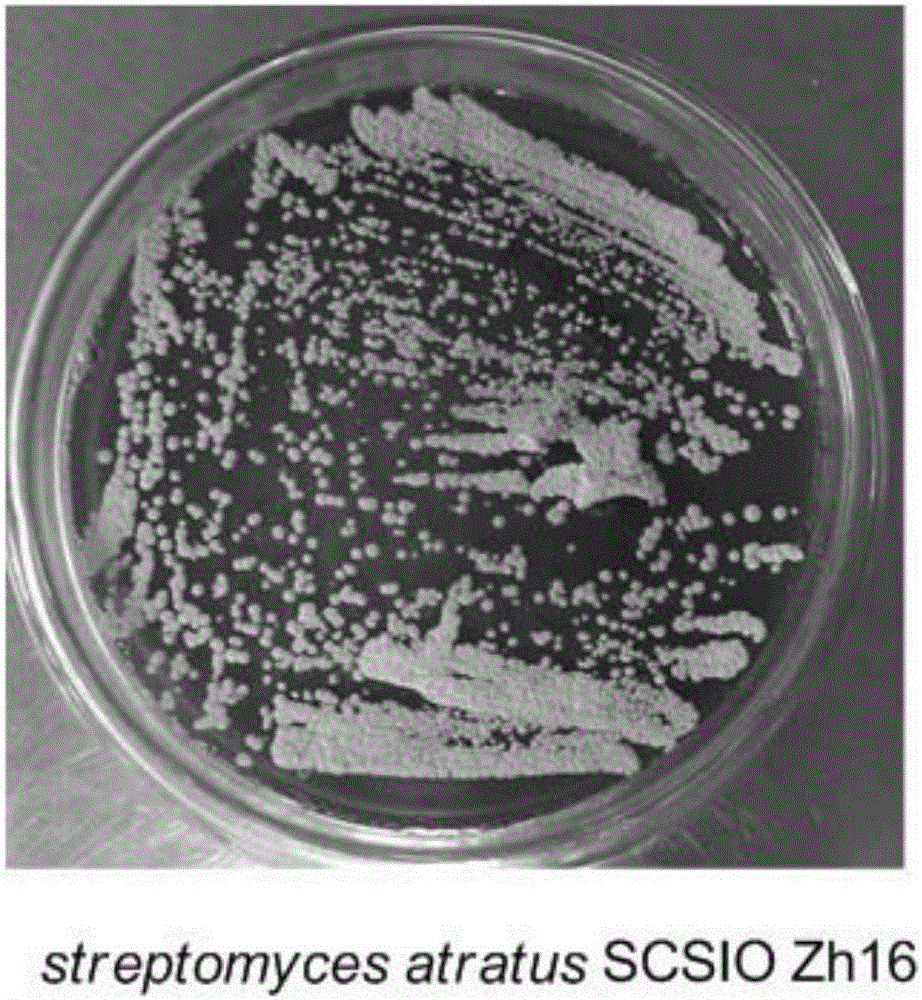 Streptomyces atratus and application of cyclic peptide compounds with same to preparing mycobacterium tuberculosis resistant medicines