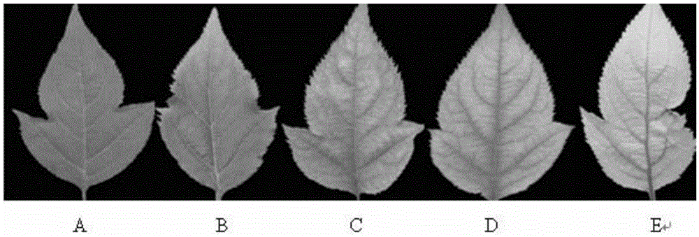 A method for identifying iron-deficiency-tolerant apple rootstocks