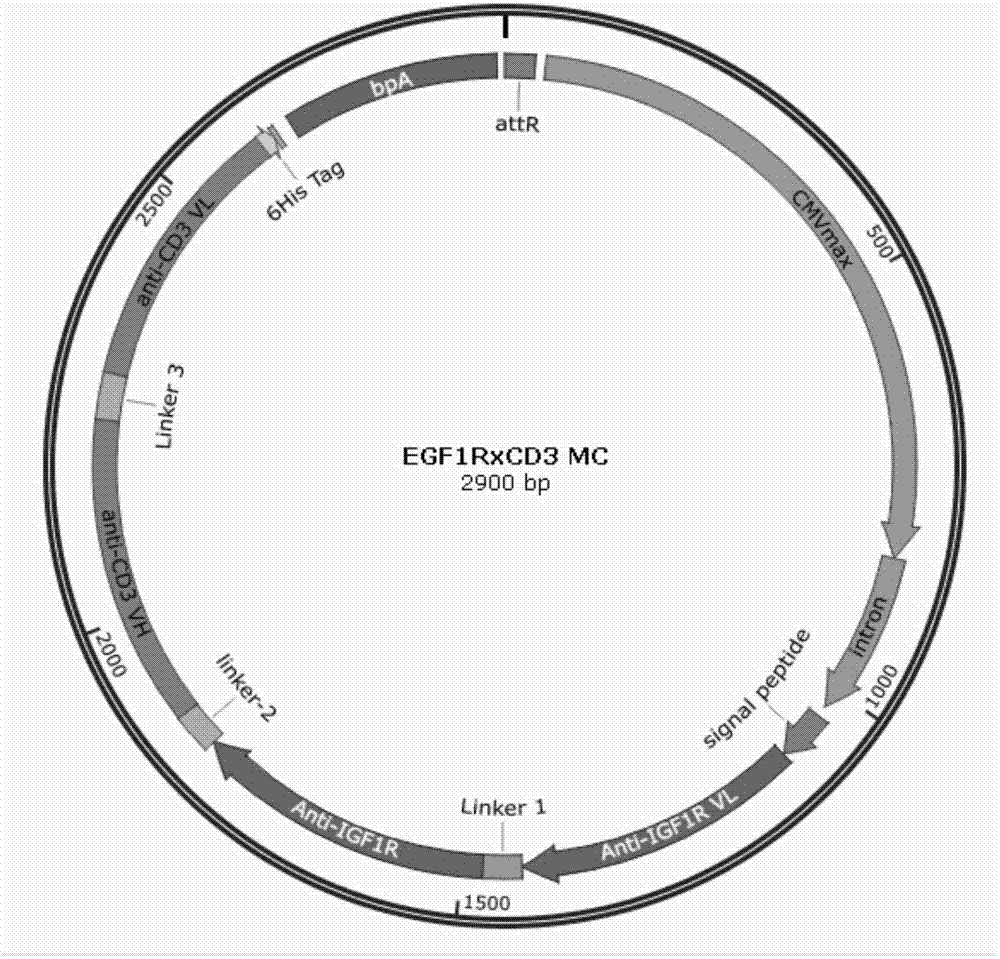 Bispecific antibody against IGF1R and CD3, minicircle DNA containing bispecific antibody expression cassette, and application thereof