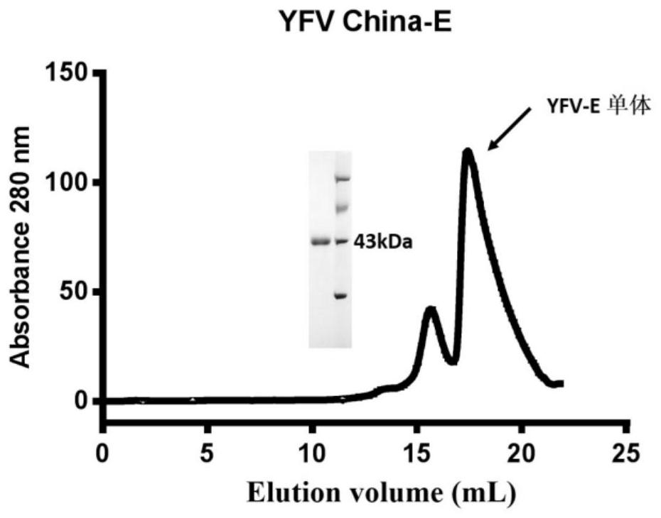 A kind of highly functional yellow fever virus human monoclonal antibody and its application