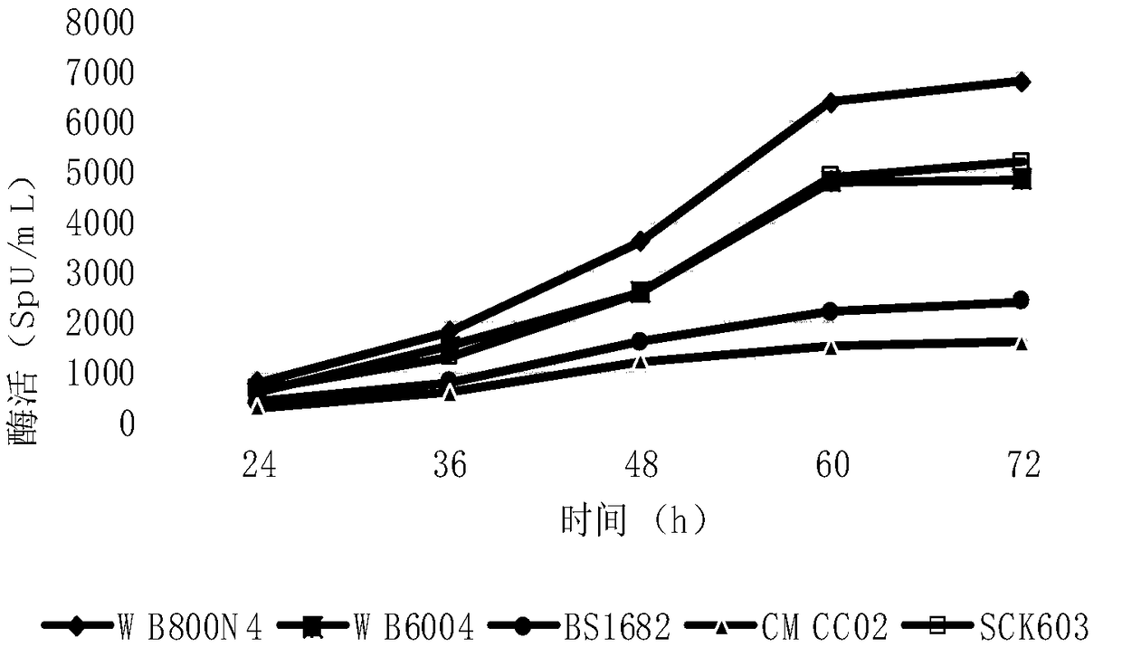 Polypeptide having serrapeptase activity and preparation method thereof