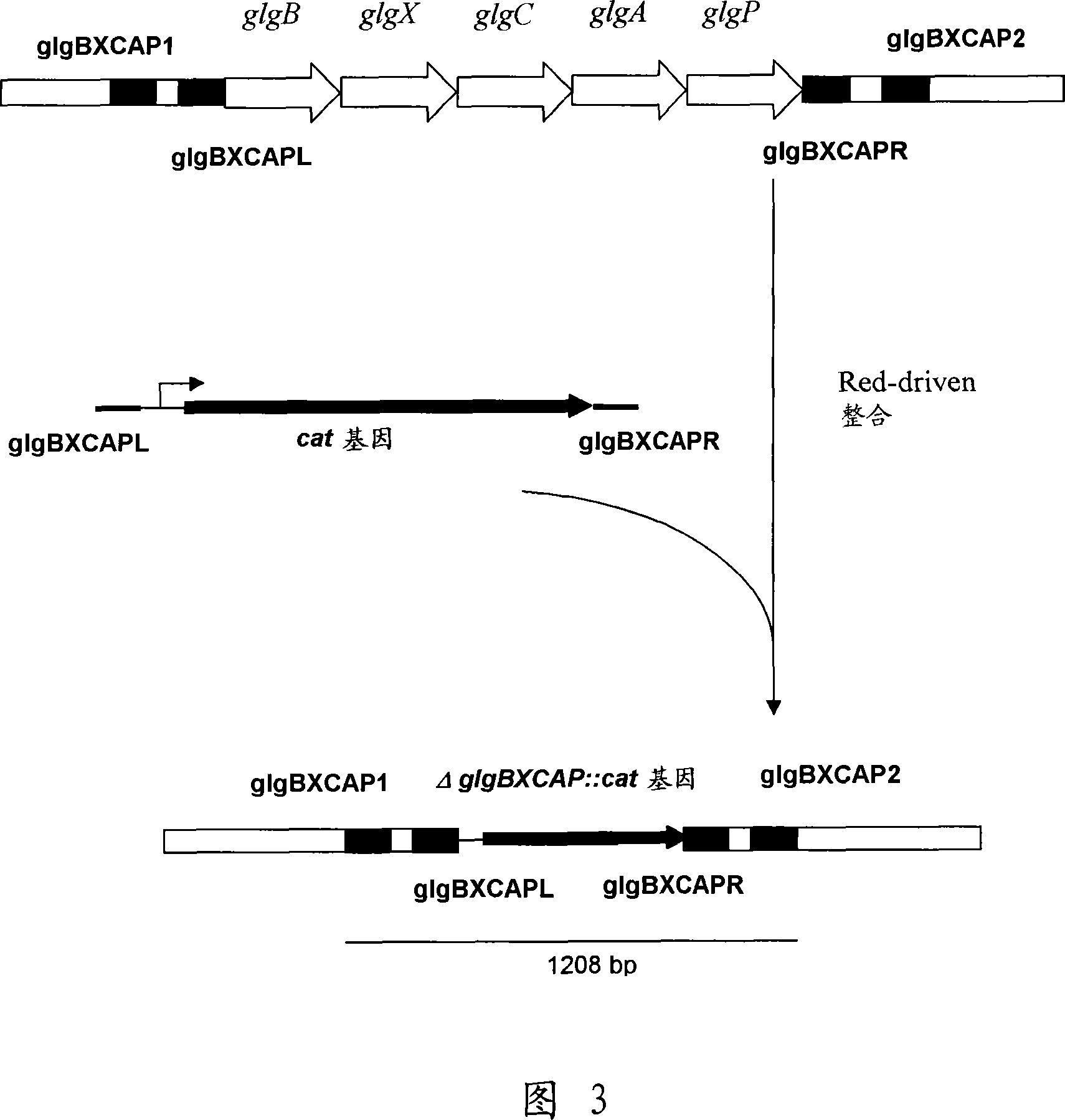 A method for producing an l-amino acid using a bacterium of the enterobacteriaceae family having a pathway of glycogen biosynthesis disrupted