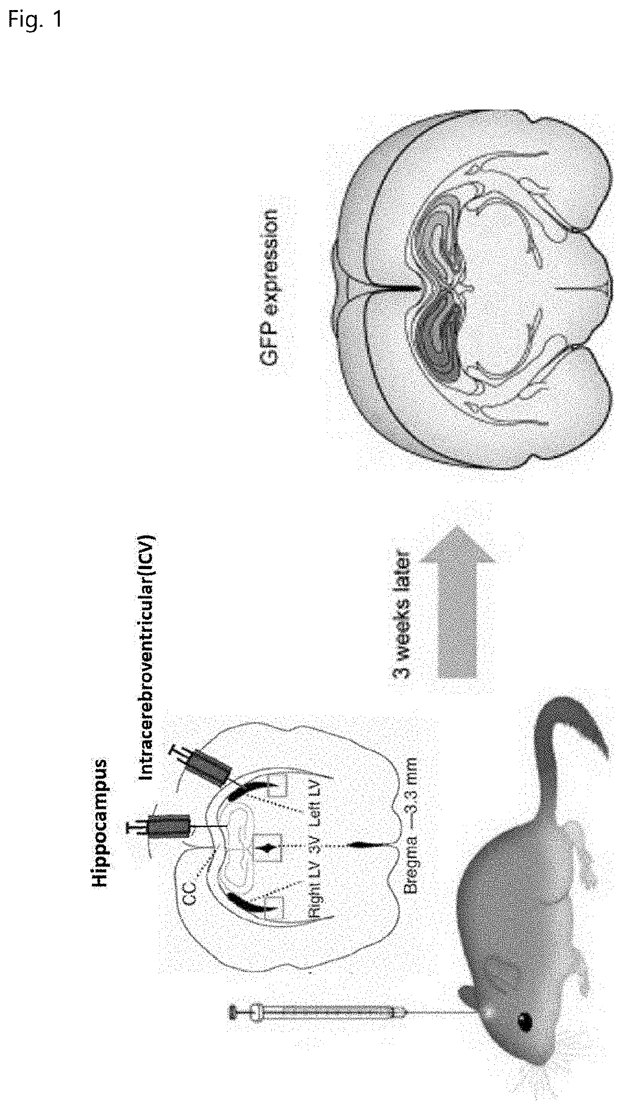 Composition and method for inhibiting tau protein accumulation, aggregation, and tangle formation