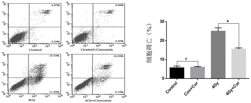 Application of curcumin in preparation of medicine for preventing and treating ionizing radiation induced reproductive system injury