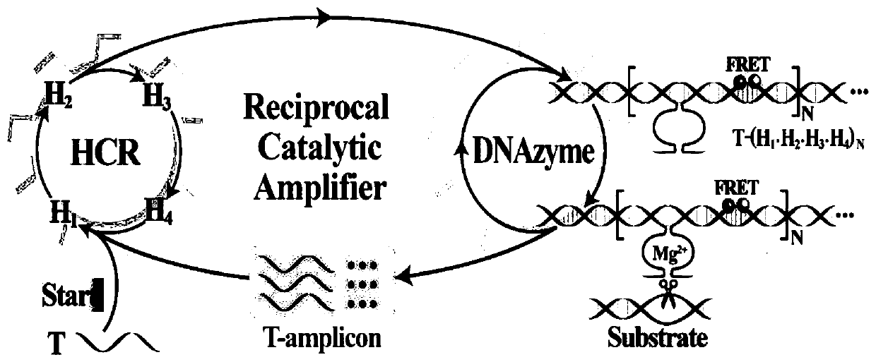 Nucleic acid analysis method based on constant-temperature cross-catalyzed nuclease reaction