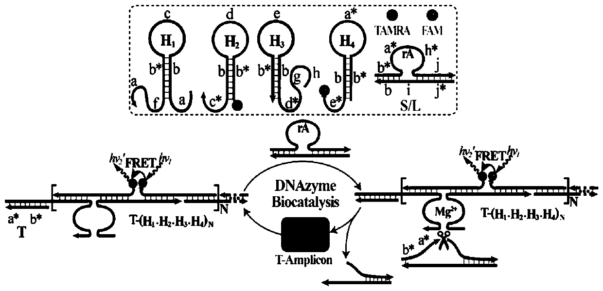 Nucleic acid analysis method based on constant-temperature cross-catalyzed nuclease reaction