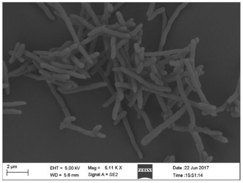 A phosphate-dissolving bacterium for soil improvement and its application