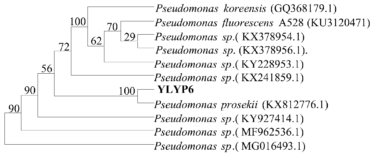 A phosphate-dissolving bacterium for soil improvement and its application