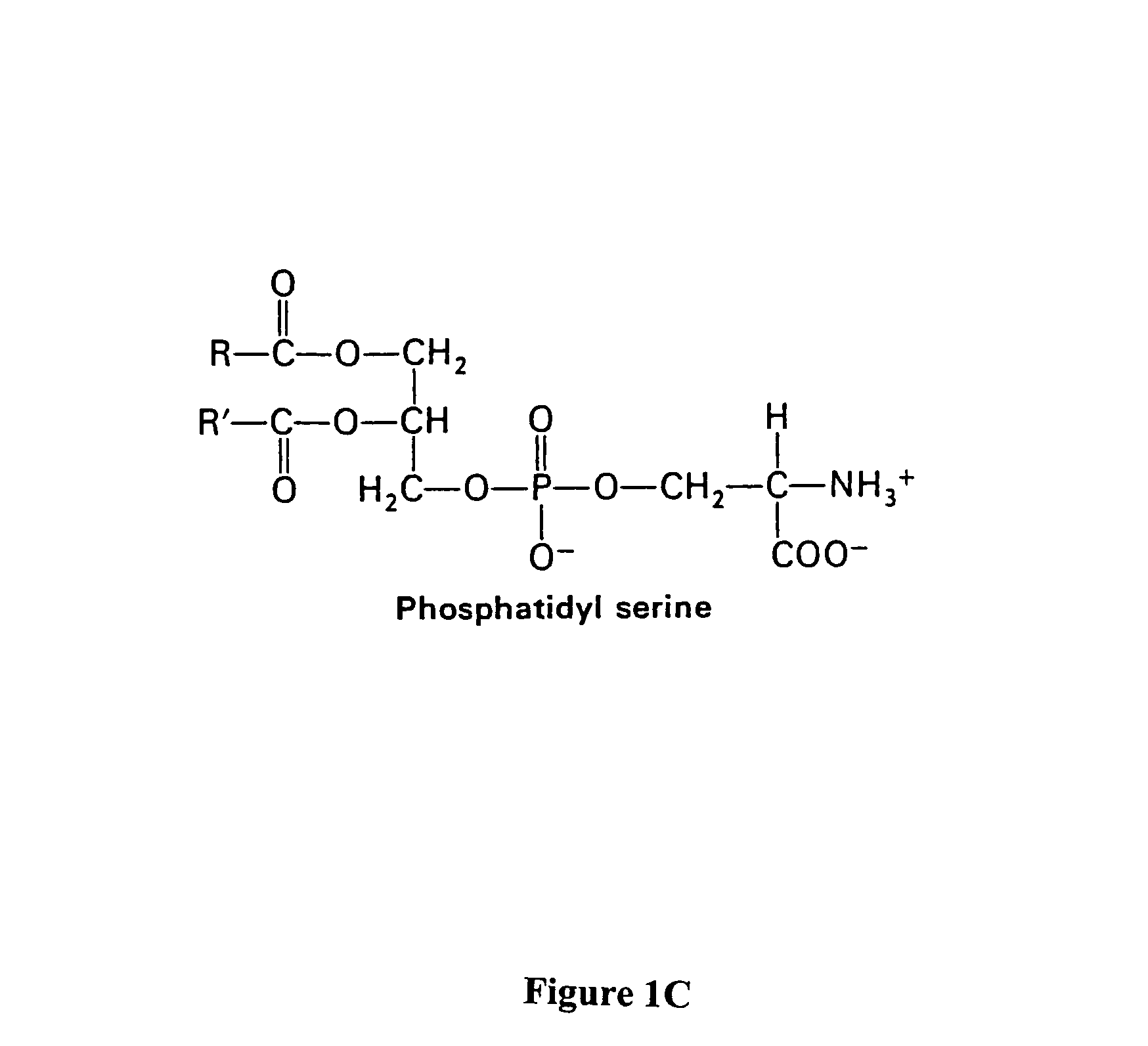 Compositions and methods for enhancing phagocytosis or phagocyte activity