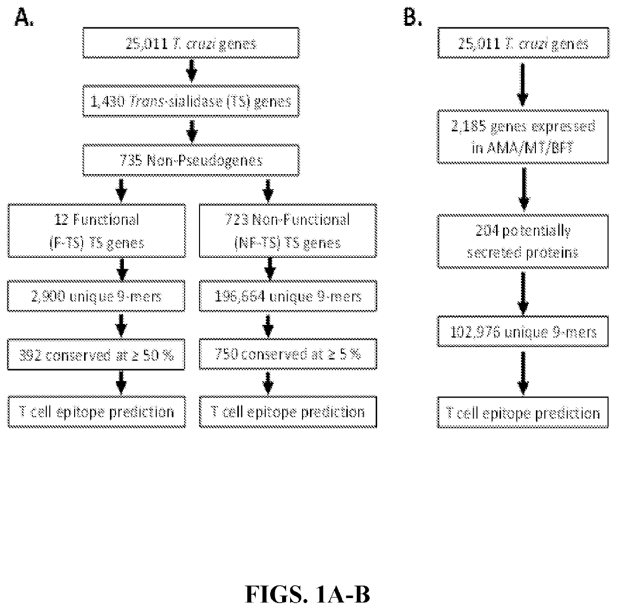 Peptides for inducing Chagas disease responses