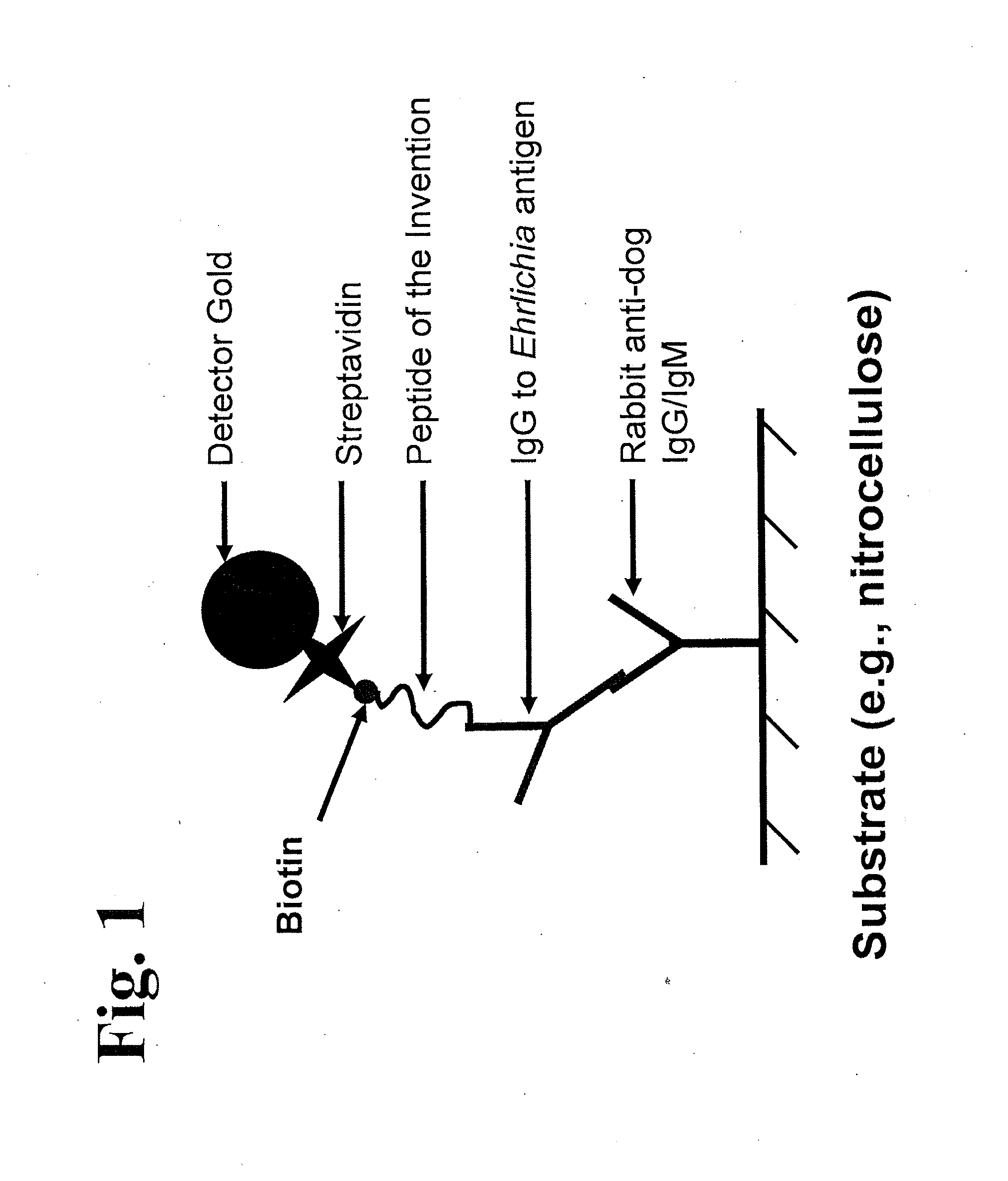 Peptides, devices, and methods for the detection of ehrlichia antibodies