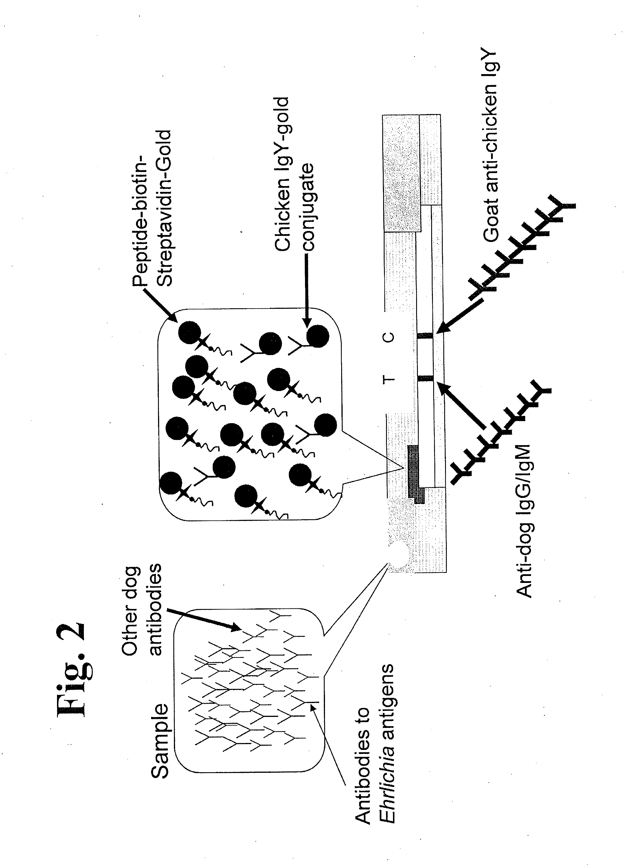 Peptides, devices, and methods for the detection of ehrlichia antibodies