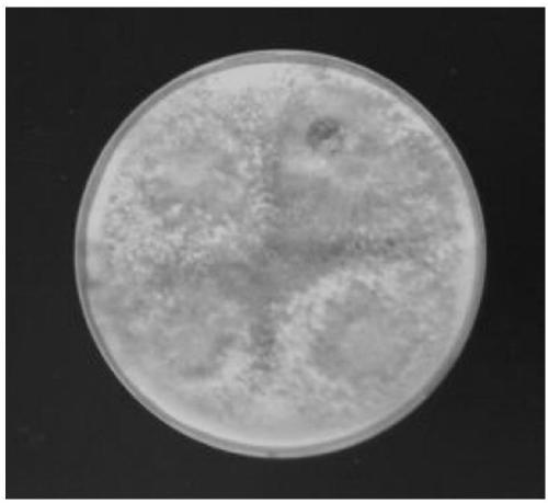 An endogenous biocontrol strain for inhibiting Acanthopanax blight and its application