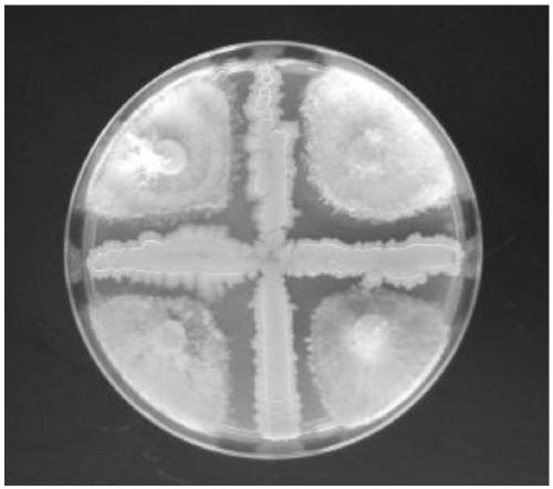 An endogenous biocontrol strain for inhibiting Acanthopanax blight and its application