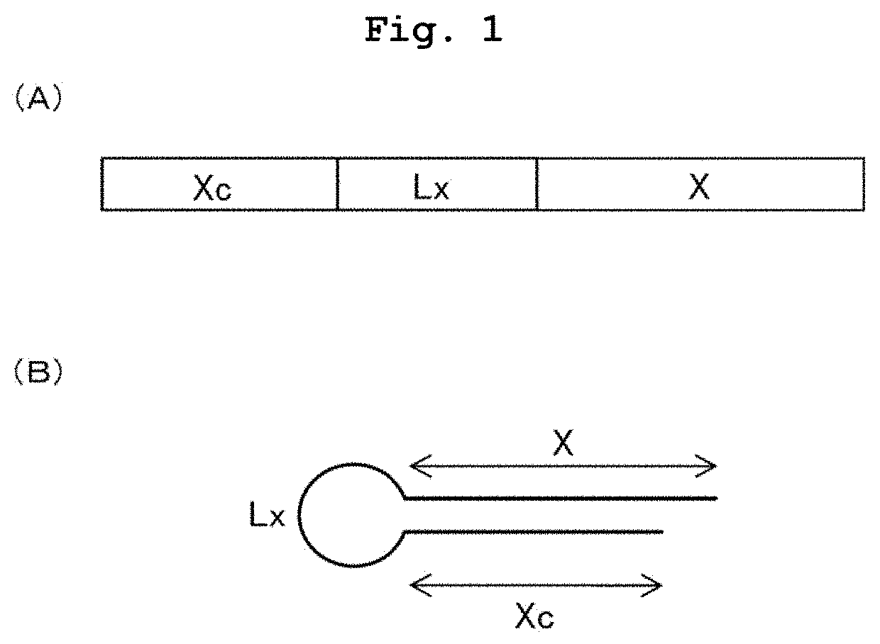 Single-stranded nucleic acid molecule having delivery function and gene expression regulating ability