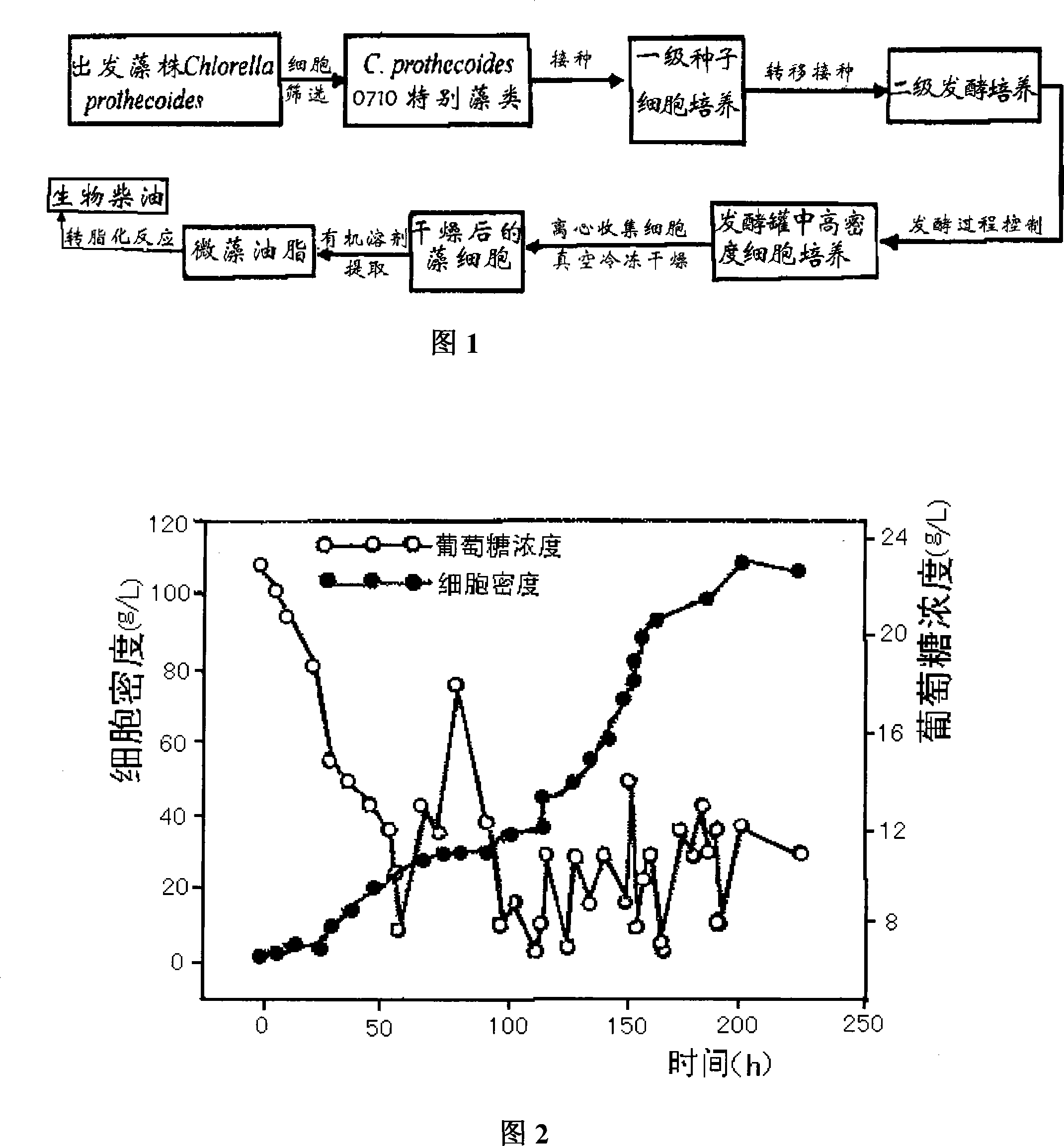 Method for producing biodiesel by high-density fermentation of heterotrophic chlorella