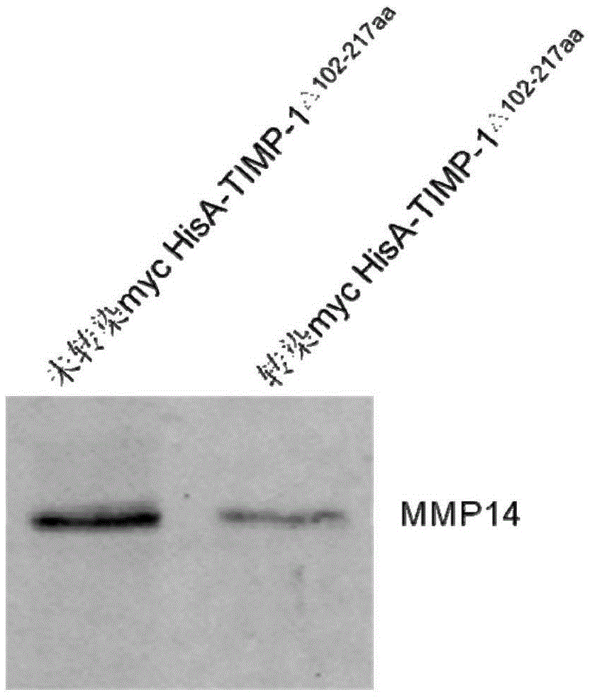 Anti-CAV polypeptide analog, and corresponding cDNA (complementary deoxyribonucleic acid) and application thereof