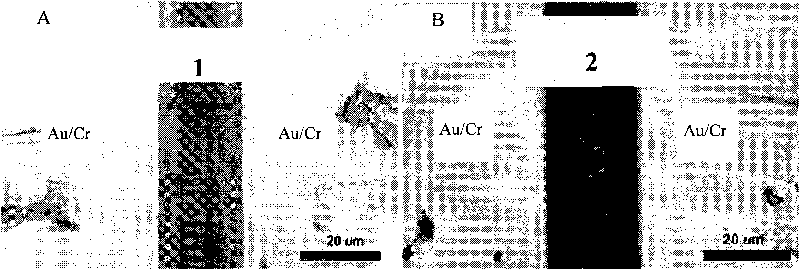 Field effect transistor device using carbon nano tube as electrode and preparation method thereof