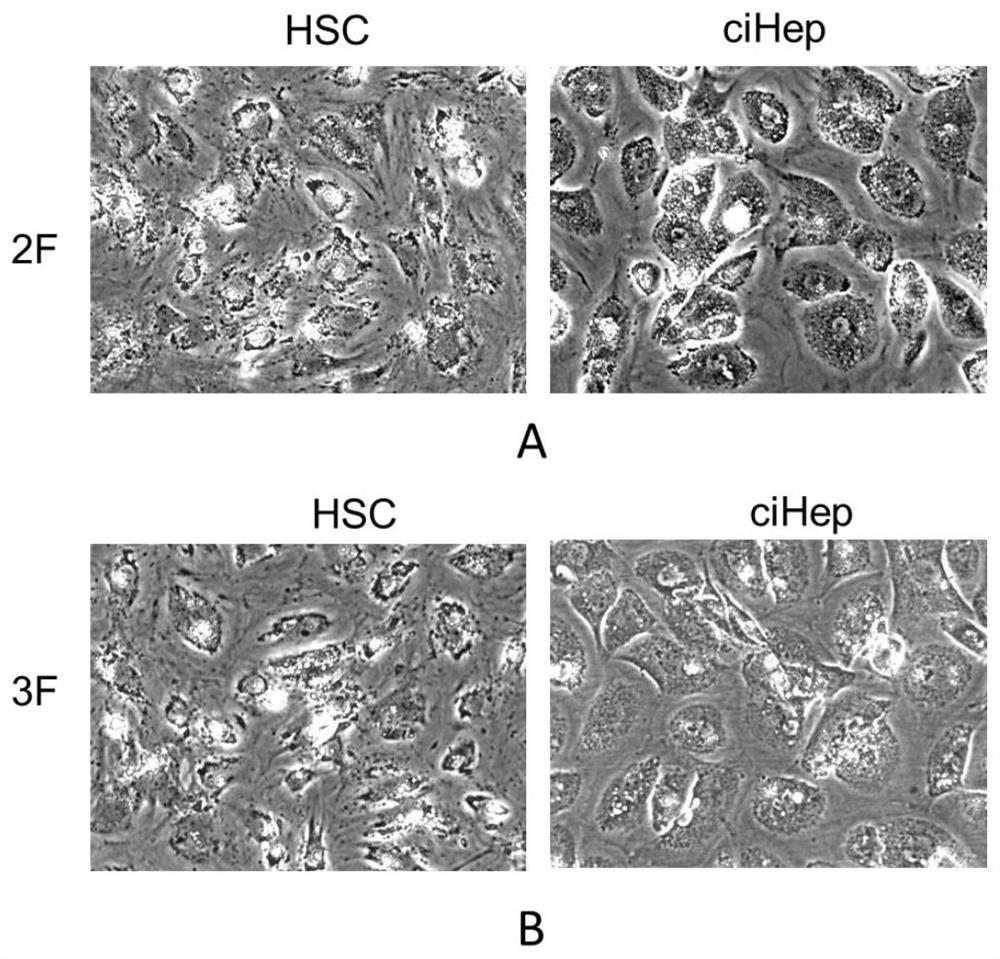 Chemical small molecule composition and method for directly reprogramming in-vitro and in-vivo chemically induced fibroblasts into hepatocytes