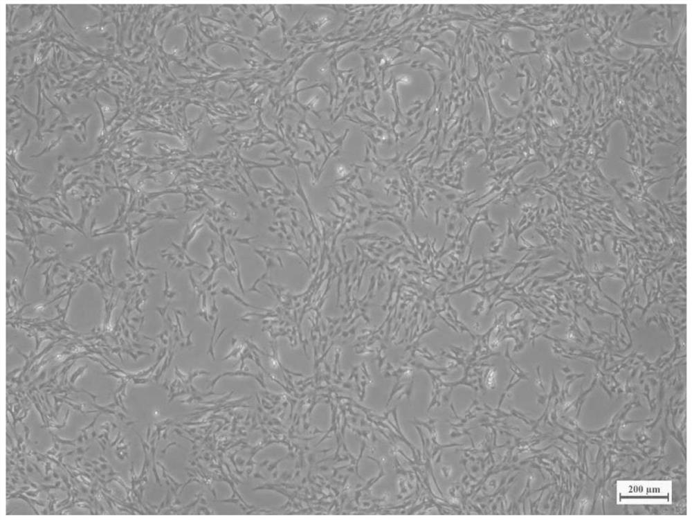 Large yellow croaker ovarian tissue cell line and application thereof
