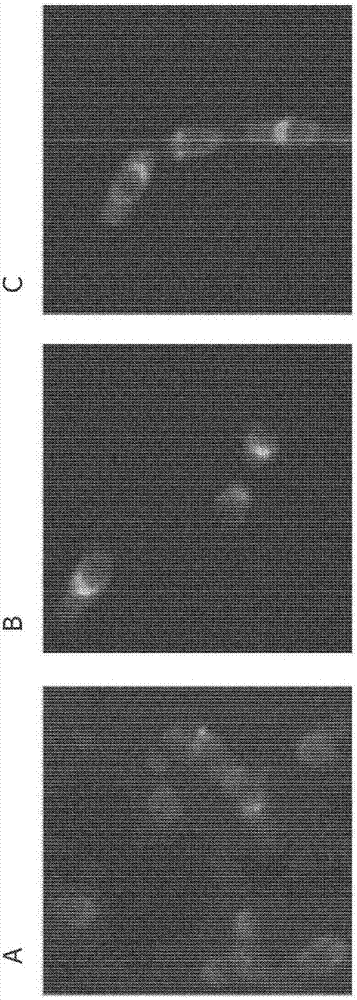 Fusion proteins, recombinant bacteria, and methods for using recombinant bacteria