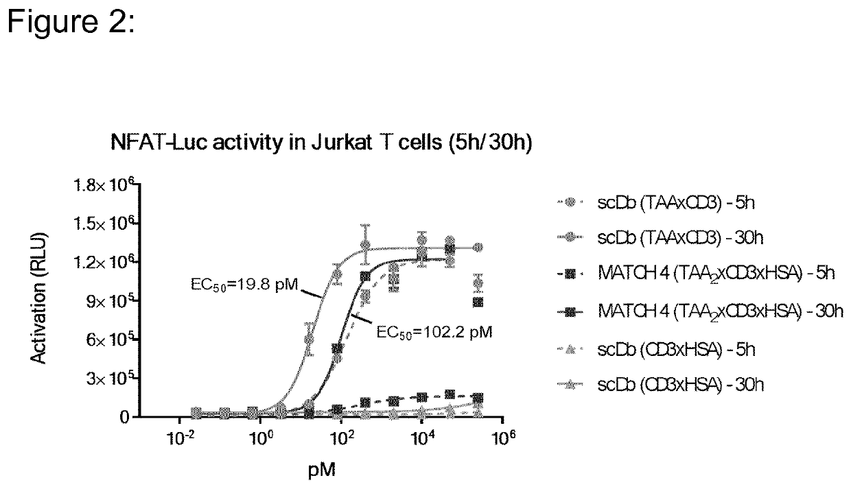 Hetero-dimeric multi-specific antibody format targeting at least cd3 and hsa