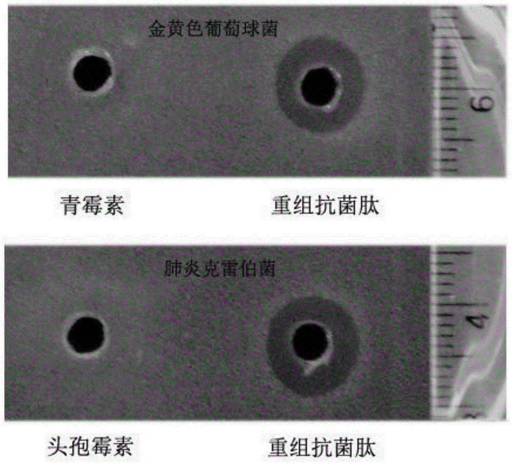 Recombinant antibacterial peptide, and preparation method and application of recombinant antibacterial peptide