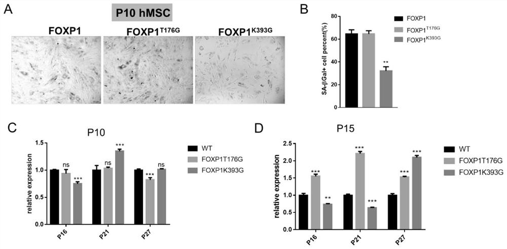 A method to delay the aging of mesenchymal stem cells through foxp1 gene editing and mutation