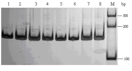 Method for rapidly improving number of eggs produced by Bian chicken through DNA (deoxyribonucleic acid) labeling