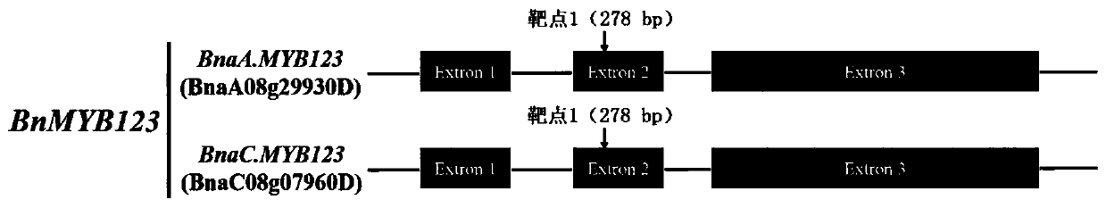 Method for obtaining yellow seed germplasm of brassica napus based on CRISPR/Cas9 technology