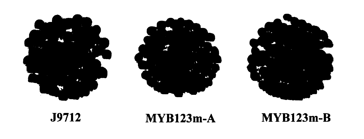 Method for obtaining yellow seed germplasm of brassica napus based on CRISPR/Cas9 technology