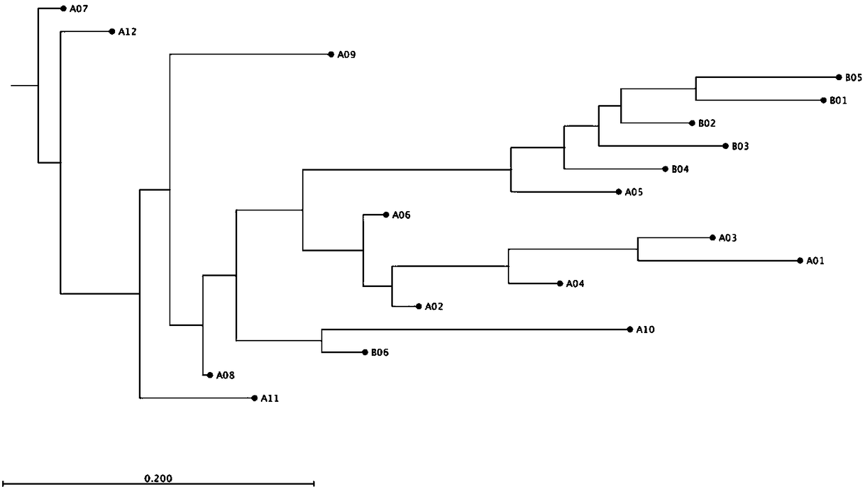 Sturgeon SNP (single nucleotide polymorphism) molecular markers, sturgeon seed production evaluation method and genetic evaluation method