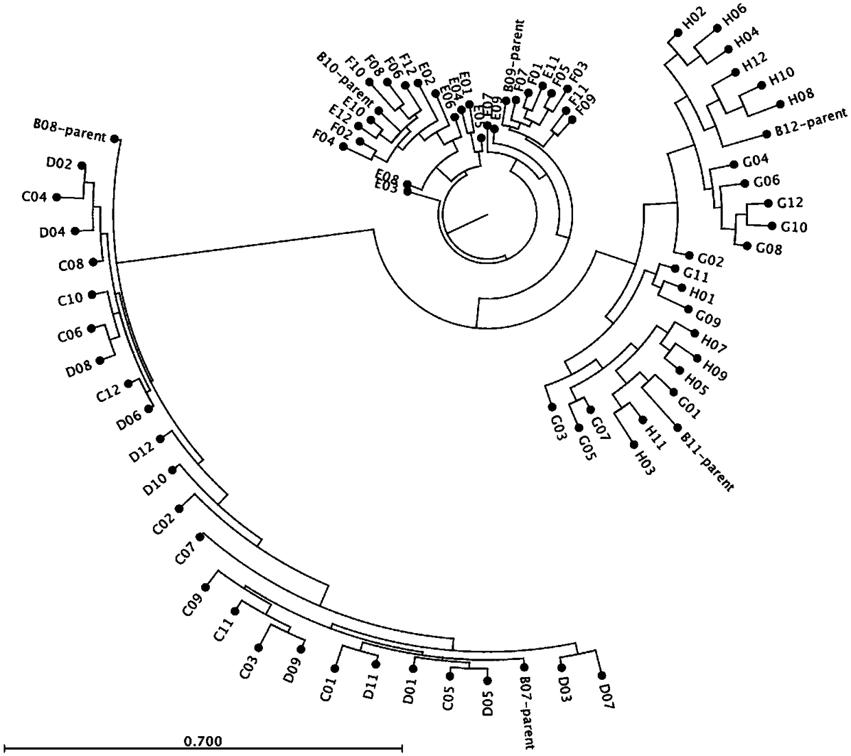 Sturgeon SNP (single nucleotide polymorphism) molecular markers, sturgeon seed production evaluation method and genetic evaluation method