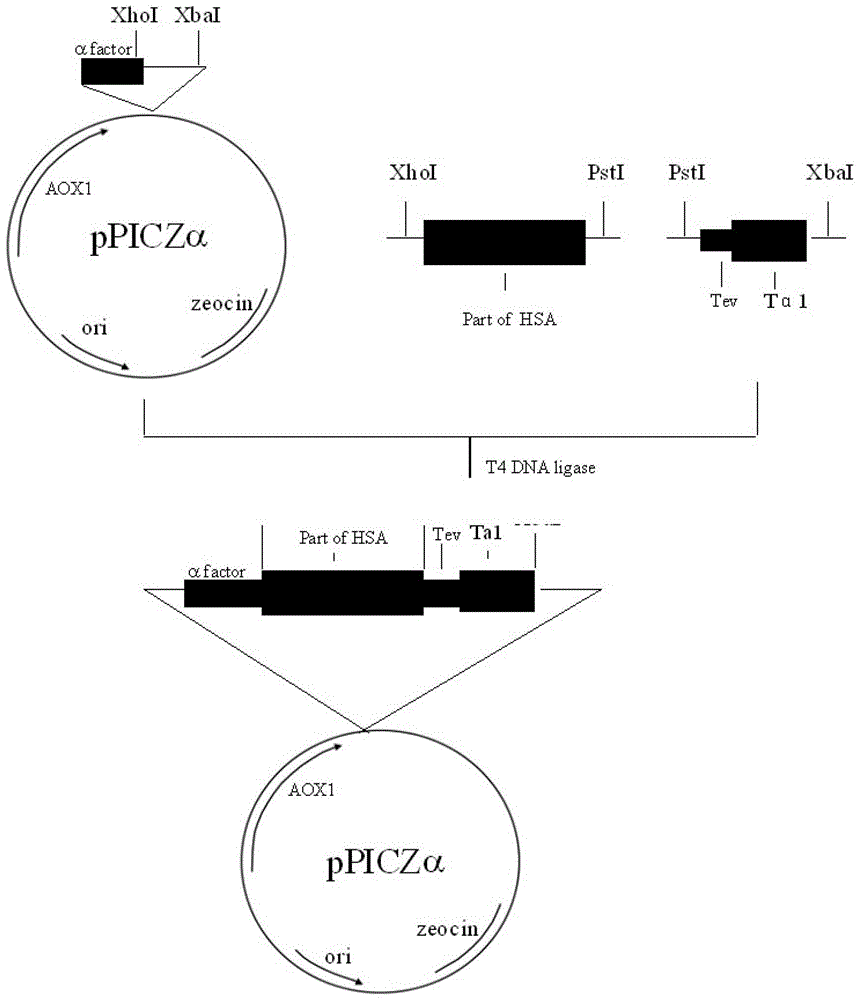A method for recombinantly expressing and producing human thymosin in yeast