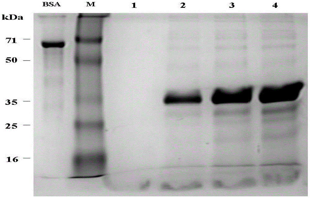 A method for recombinantly expressing and producing human thymosin in yeast